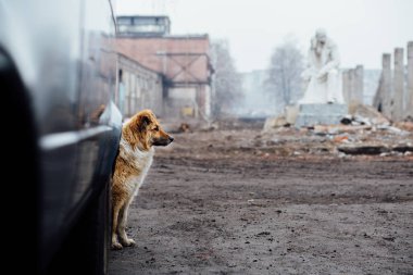 Kızıl saçlı melez köpek bu backgro bir arabanın arkasından gözetleme
