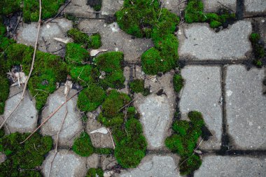 Arnavut kaldırımlı kaldırım, moss portre