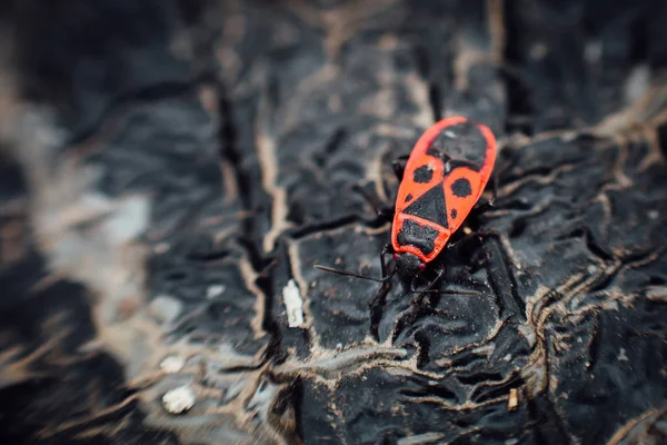 Pyrrhocoris apterus firebug. — Stock Photo, Image