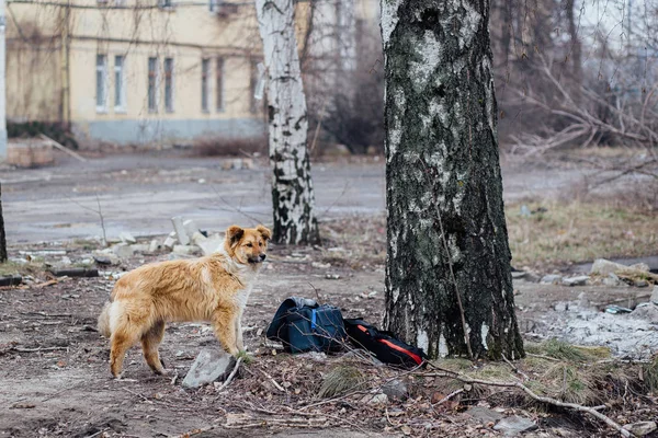 Рудий монгольський собачий злодій на тлі будівлі. Тобто — стокове фото