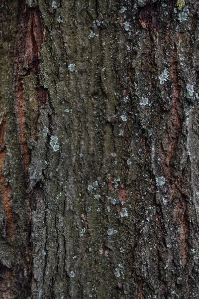 地衣類金型で木の樹皮 — ストック写真