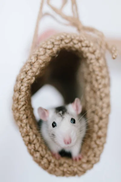 Mouse peeking out of the tunnel knitted on a white background — Stock Photo, Image