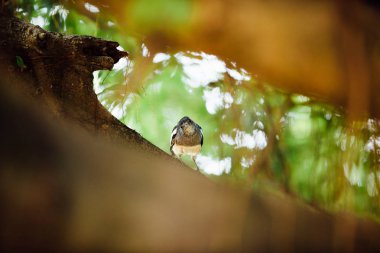 Ben arıyorum ağacının dalını meraklı güzel tropik kuş