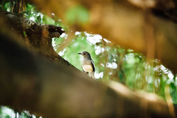 Curious beautiful tropical bird on a branch of  tree, looking i — Stock Photo, Image