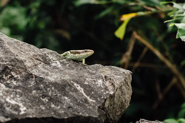 Lizard on the rock stood still  the background of the jungle i — Stock Photo, Image