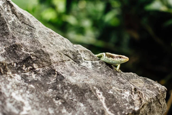 Lizard on the rock stood still  the background of the jungle i — Stock Photo, Image