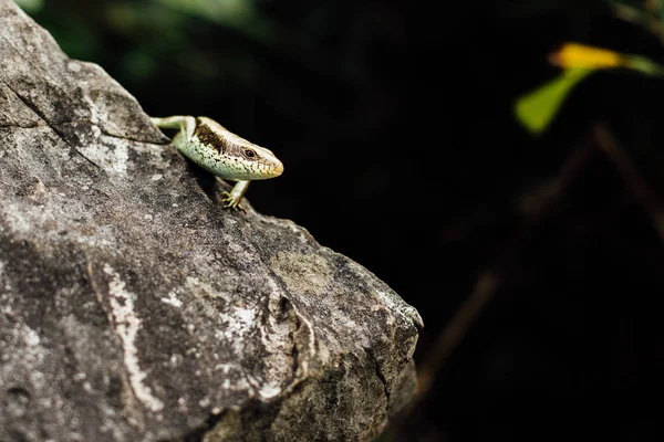 Lizard on the rock stood still  the background of the jungle i — Stock Photo, Image