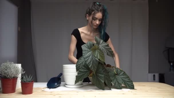 Vacker söt flicka med färgat blått hår noggrant transplantera plantorna i krukor i rummet. Begonia — Stockvideo