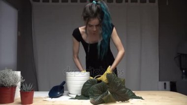 Boyalı mavi saçlı güzel şirin kız dikkatle Oda tencerelerde bitkilerde nakli. Begonya