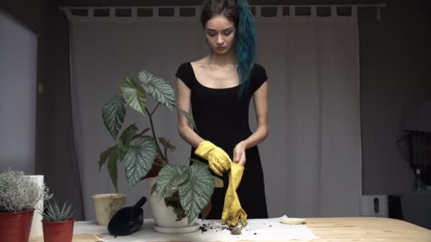 Hermosa linda chica con el pelo teñido de azul cuidadosamente trasplantar las plantas en macetas en la habitación. begonia — Vídeo de stock