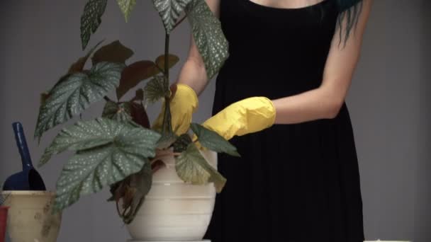 Mooi schattig meisje met geverfd blauw haar transplantatie zorgvuldig de planten in potten in de kamer. Begonia — Stockvideo