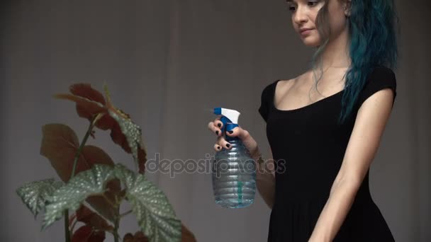 Belle fille mignonne avec les cheveux bleus teints transplantent soigneusement les plantes dans des pots dans la chambre. bégonia — Video