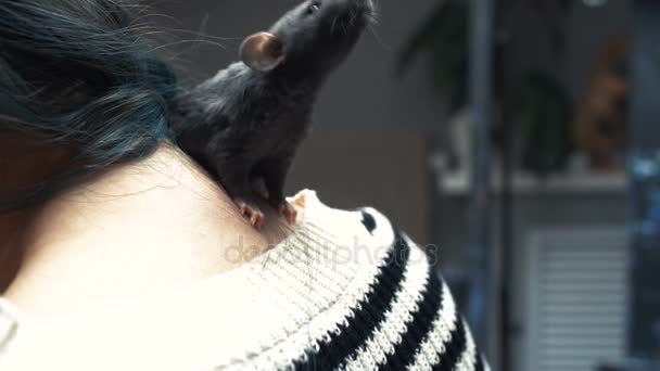 Hermosa chica encantadora sostiene una mano un pequeño hogar pequeño ratón marrón mascota de cerca. Ella acaricia sus besos y sonríe. Mujer joven con rata mascota . — Vídeos de Stock