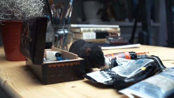 Hermosa hermosa pequeña casa pequeña mascota ratón marrón de cerca. corriendo alrededor de la mesa jugando artista — Vídeos de Stock