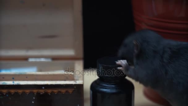 Красивый маленький домашний питомец коричневой мыши крупным планом. бег по столу играющий художник — стоковое видео