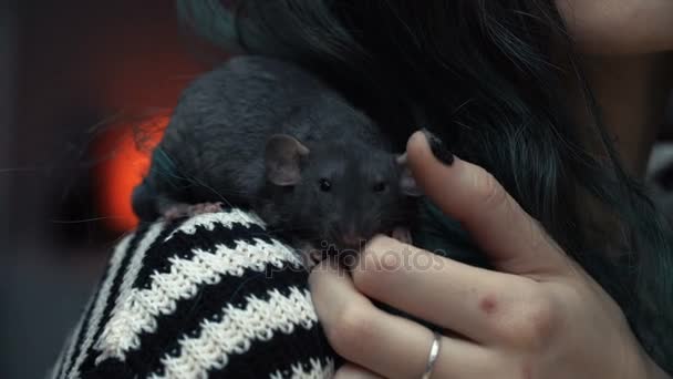 Mooi lief meisje houdt een hand een klein huisdier thuis weinig bruin muis close-up. Ze aaien haar kussen en glimlacht. Jonge vrouw met pet rat. — Stockvideo