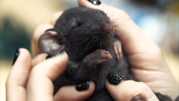 Mooi lief meisje houdt een hand een klein huisdier thuis weinig bruin muis close-up. Ze aaien haar kussen en glimlacht. Jonge vrouw met pet rat. — Stockvideo
