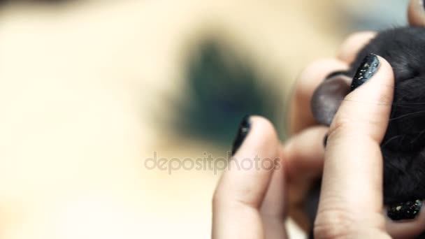 Belle belle fille tient une main une petite maison petite souris marron animal de compagnie de près. Elle tapote ses baisers et sourit. Jeune femme avec rat animal de compagnie .