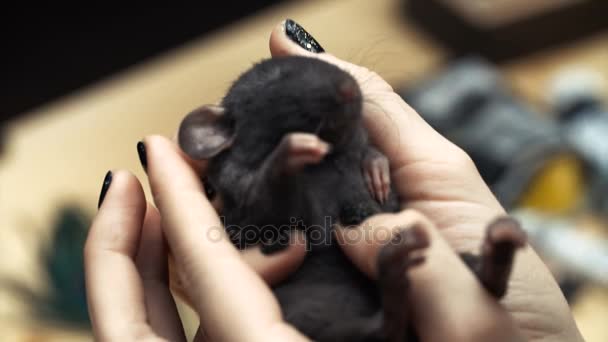 Mooi lief meisje houdt een hand een klein huisdier thuis weinig bruin muis close-up. Ze aaien haar kussen en glimlacht. Jonge vrouw met pet rat. — Stockvideo