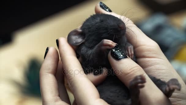 Beautiful lovely girl holds a hand a small home little pet brown mouse close up. She pats her kisses and smiles. Young woman with pet rat. — Stock Video