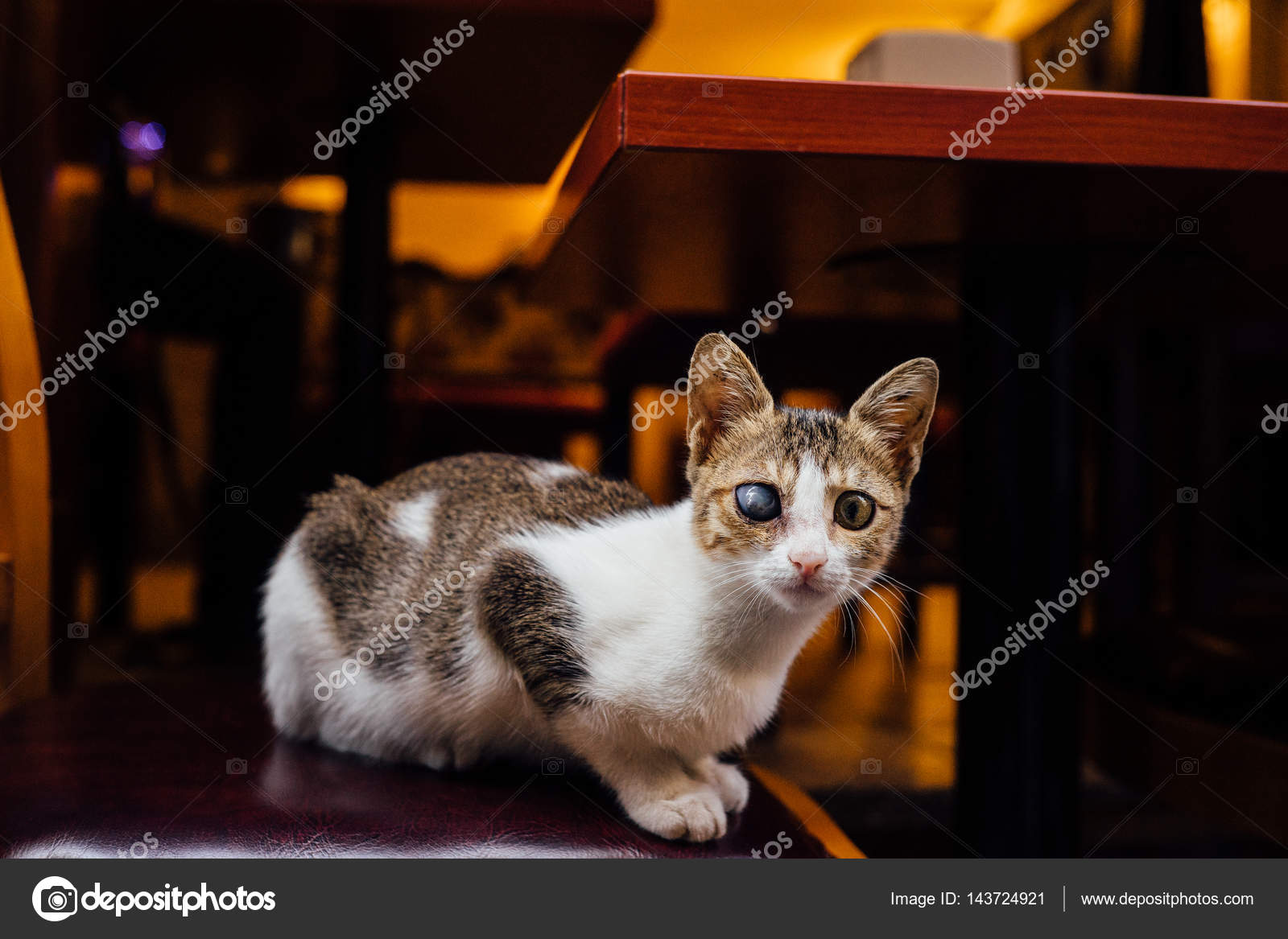 Die Katze Auf Der Straße Stuhl Obdachlose Mischling Tricolor