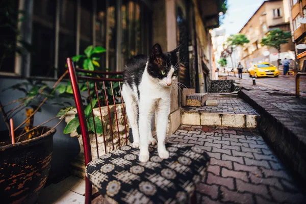 Cat stretching on a chair on the street. Turkey, lifestyle.