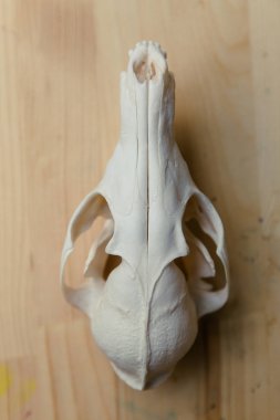 Kafatası fox tahta bir masanın üzerinde yatan. Renkli boya lekeleri akrilik ve suluboya, işyeri sanatçı, ressam