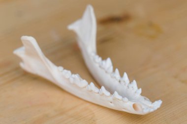 Çene kafatası Fox ahşap bir masa üzerinde bölüm yalan. Renkli boya lekeleri akrilik ve suluboya, işyeri sanatçı, ressam