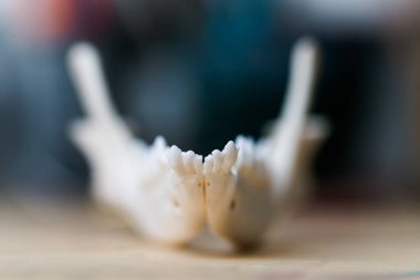 Çene kafatası Fox ahşap bir masa üzerinde bölüm yalan. Renkli boya lekeleri akrilik ve suluboya, işyeri sanatçı, ressam