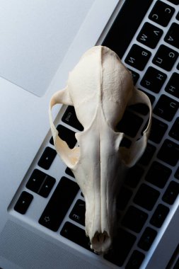 Alt çene üstünde laptop klavye olmadan Fox kafatası. Bu Tehology ve yapay zeka tehlikeleri kavramı