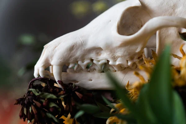 Skull fox in a bouquet of flowers wilted sunflower bouquet. — Stock Photo, Image