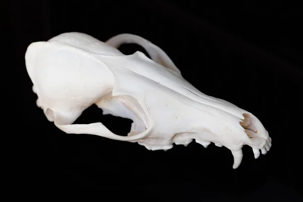 Fox czaszki bez dolnej szczęki na czarnym tle, kontrast i minimalistyczne — Zdjęcie stockowe