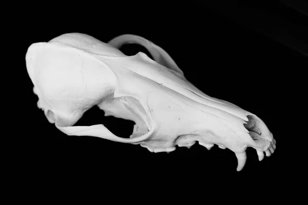 Cráneo de zorro sin mandíbula inferior sobre fondo negro, contraste y minimalista — Foto de Stock