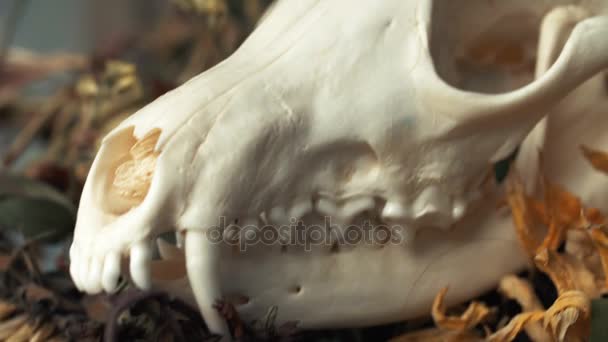 Schedel vos in een boeket bloemen verwelkt zonnebloem boeket. — Stockvideo