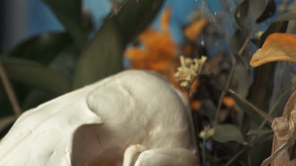 Kafatası fox bir buket çiçek Ayçiçeği buket Solana. — Stok video