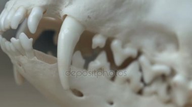 Kafatası fox tahta bir masanın üzerinde yatan. Renkli boya lekeleri akrilik ve suluboya, işyeri sanatçı.