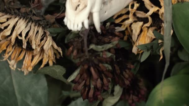 Skull fox in a bouquet of flowers wilted sunflower bouquet. — Stock Video