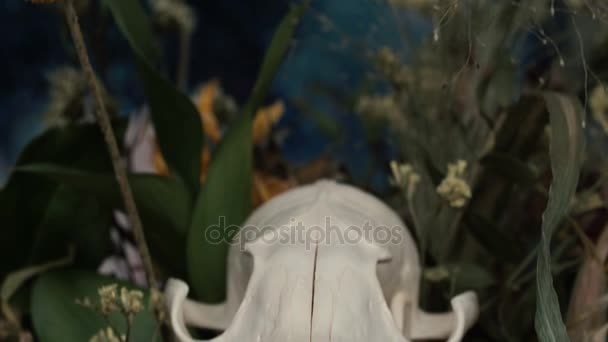 Raposa de crânio em um buquê de flores murcha buquê de girassol . — Vídeo de Stock