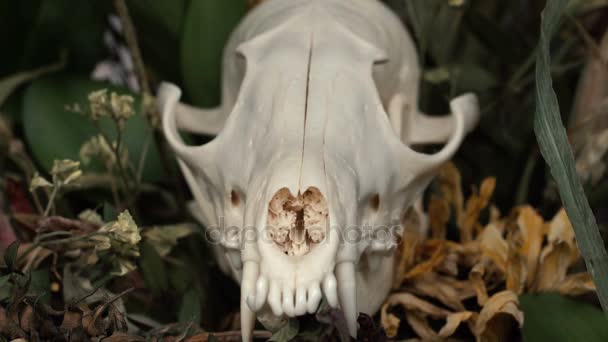 Raposa de crânio em um buquê de flores murcha buquê de girassol . — Vídeo de Stock
