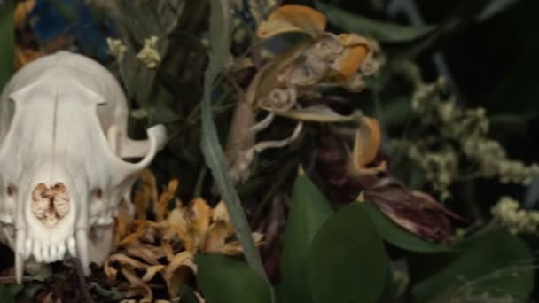 Totenkopf Fuchs in einem Blumenstrauß welken Sonnenblumenstrauß. — Stockvideo