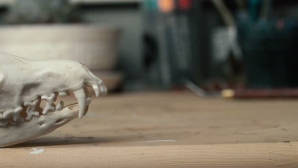 Schedel Vos liggend op een houten tafel. Gekleurde verf vlekken acryl en aquarellen, werkplek kunstenaar. — Stockvideo