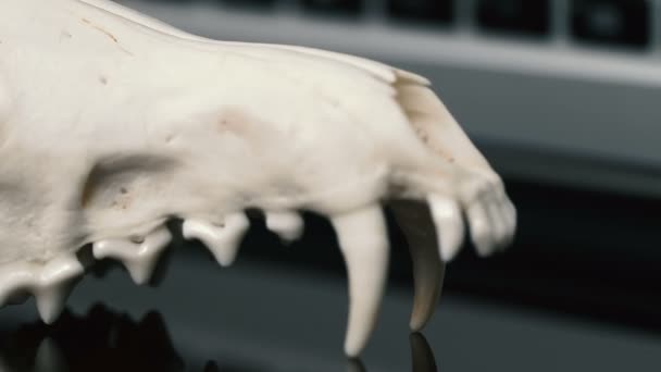 Fox skalle utan den lägre käken på den bärbara tangentbordet. Konceptet om farorna med det Tehology och artificiell intelligens — Stockvideo
