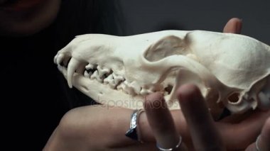 Eller bir tilki kafatası, yakın çekim tutun