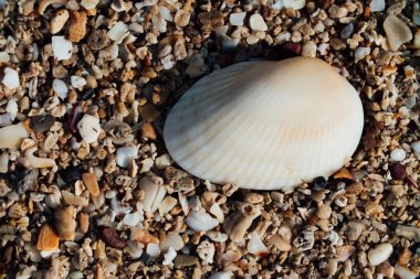 kabukları ile kum plaj