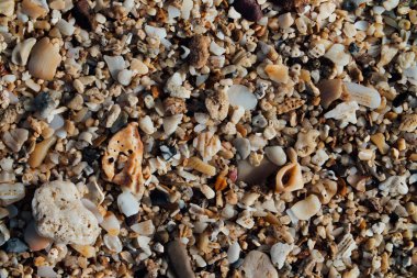 Küçük deniz kabuklarını ile sahilde kum. Arka plan doku, makro.