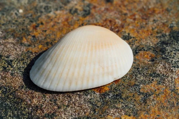 Vit skal på bakgrund av strukturen på havet sten med rost. Plats för text. — Stockfoto