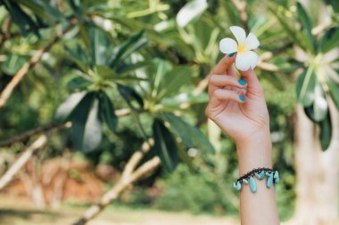 Plumeria çiçek yandan Turkuaz bilezik ile beyaz .