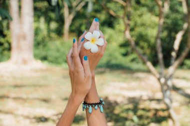 Plumeria çiçek yandan Turkuaz bilezik ile beyaz .