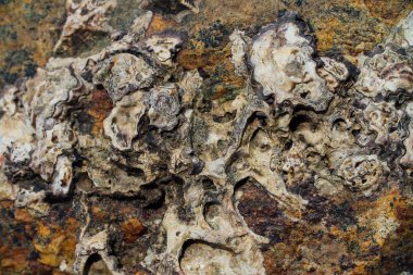 Deniz taş paslı doku.