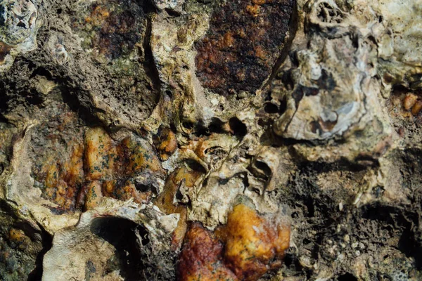 Deniz taş paslı doku.